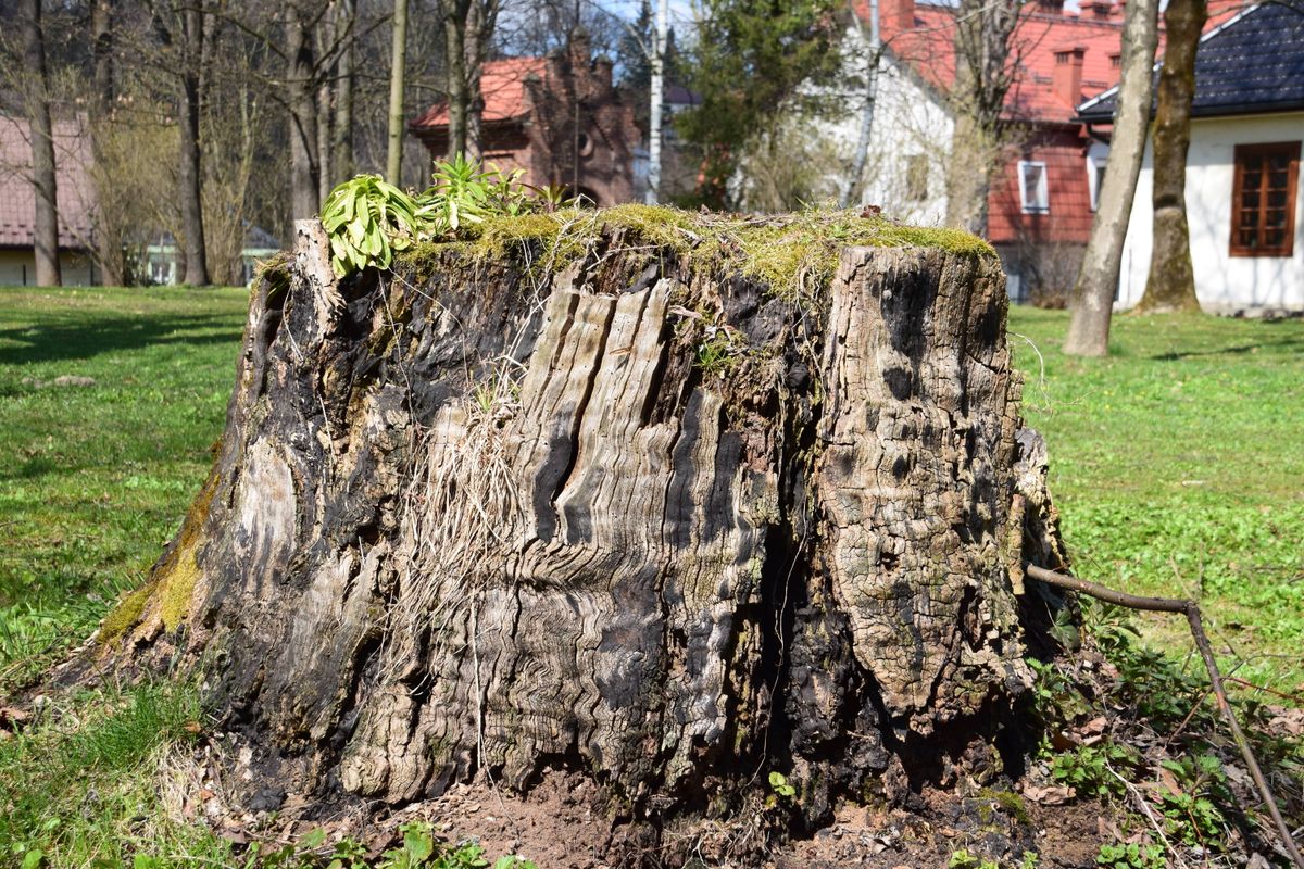 Wide weathered stump left standing in a mown lawn, moss and seedlings growing on the cut face.