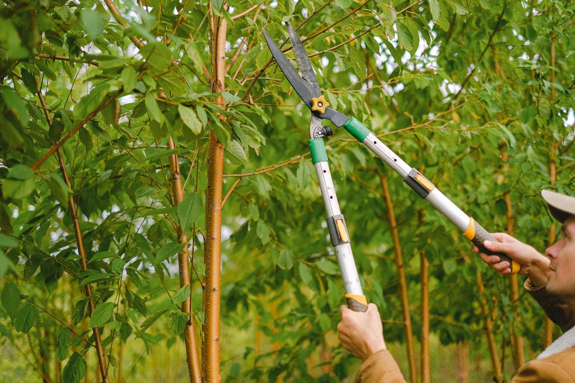 Gloved hands closing a pair of loppers on a small branch.